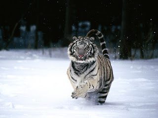 Animal wallpapers with tigers pics