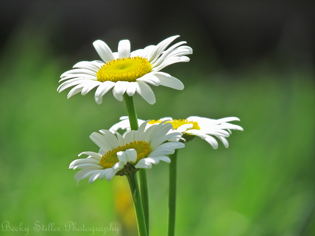 Working in the World From Your Awakened Self