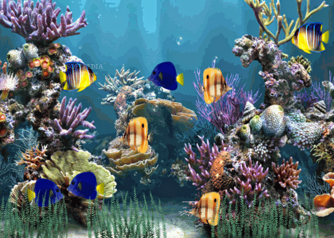 Animated Aquarium Wallpaper | Wallpaper Animated