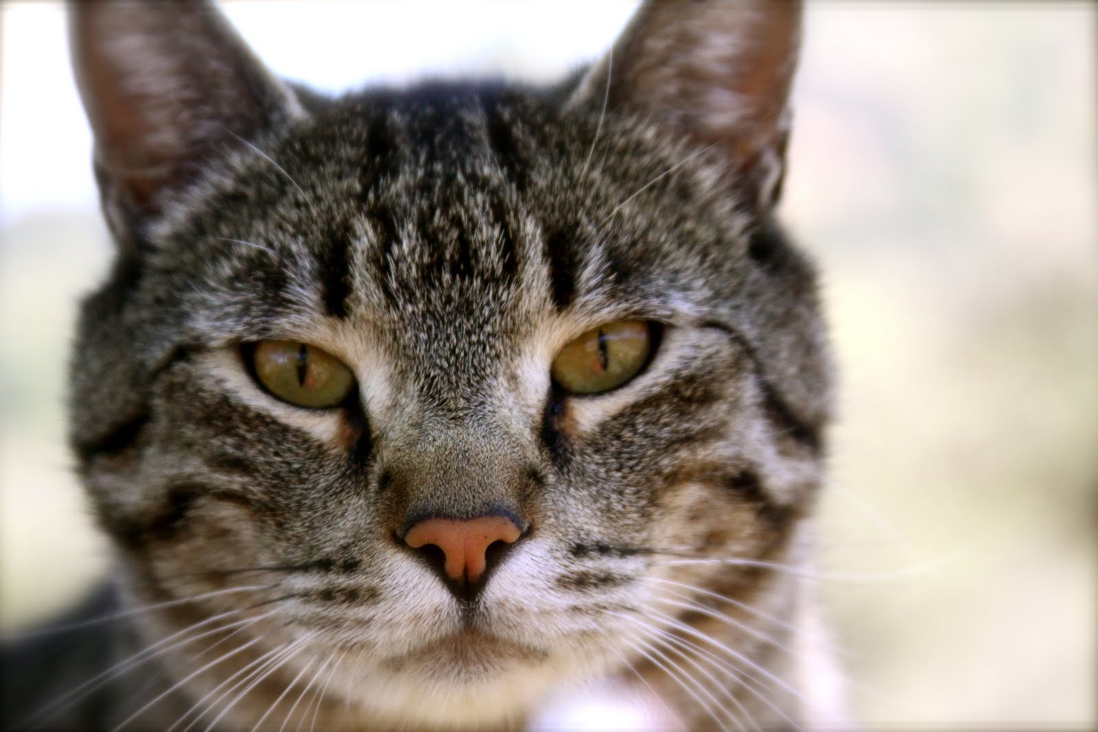 Homestead Revival Barn Cats