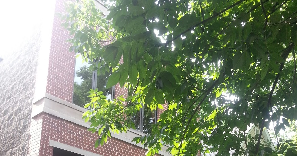 The Chicago Real Estate Local Lincoln Square Long vacant foreclosure