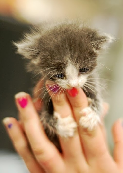 These are the coolest cats ever Angelic Hugs