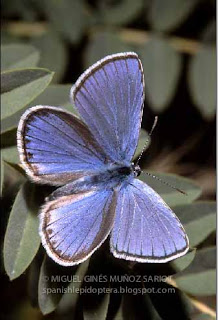 Kretania (Plebejus) hespericus