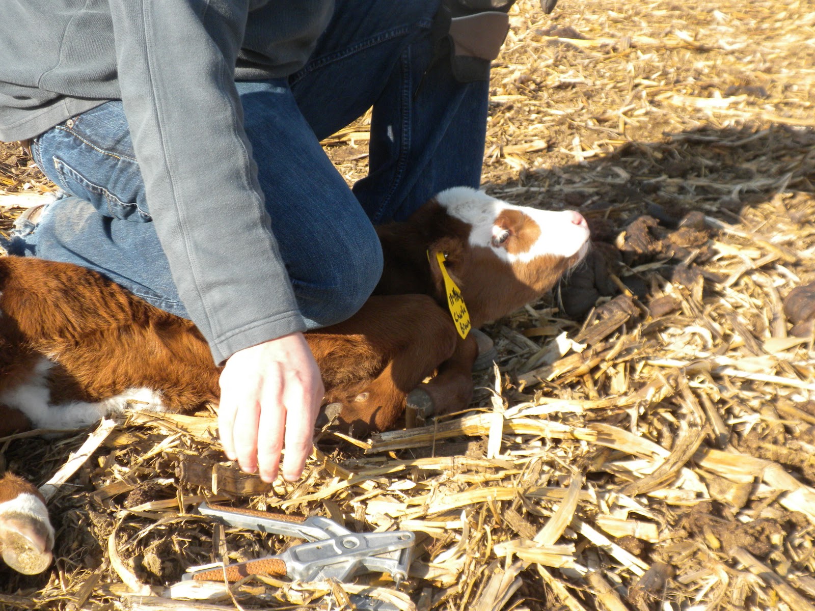 Tagging Calves