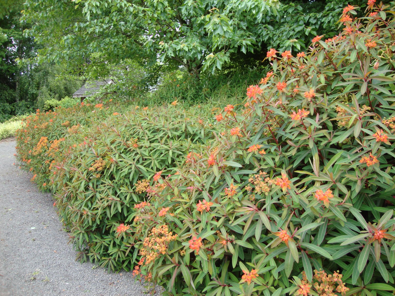 Danger Garden The Trouble With Over Wintering Pond Plants