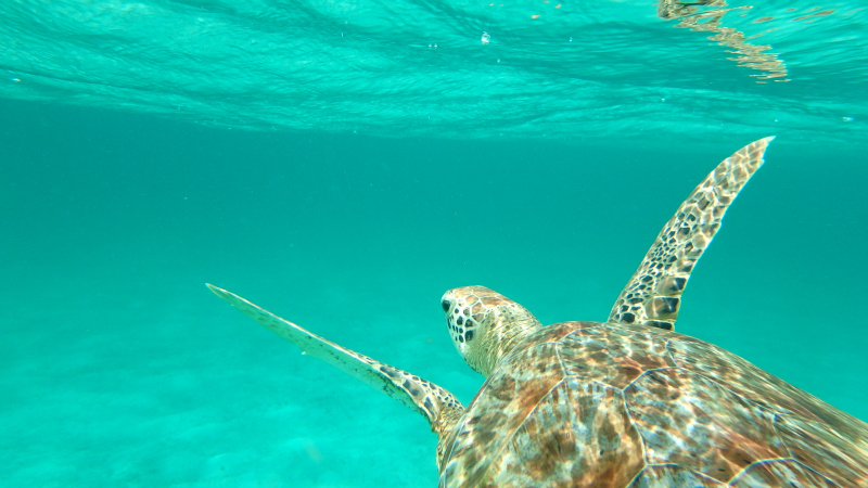 Swimming with turtles in The Grenadines in The Caribbean
