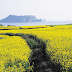 7D5N ROMANTIC KOREA + JEJU ISLAND FREE VISA $1,348