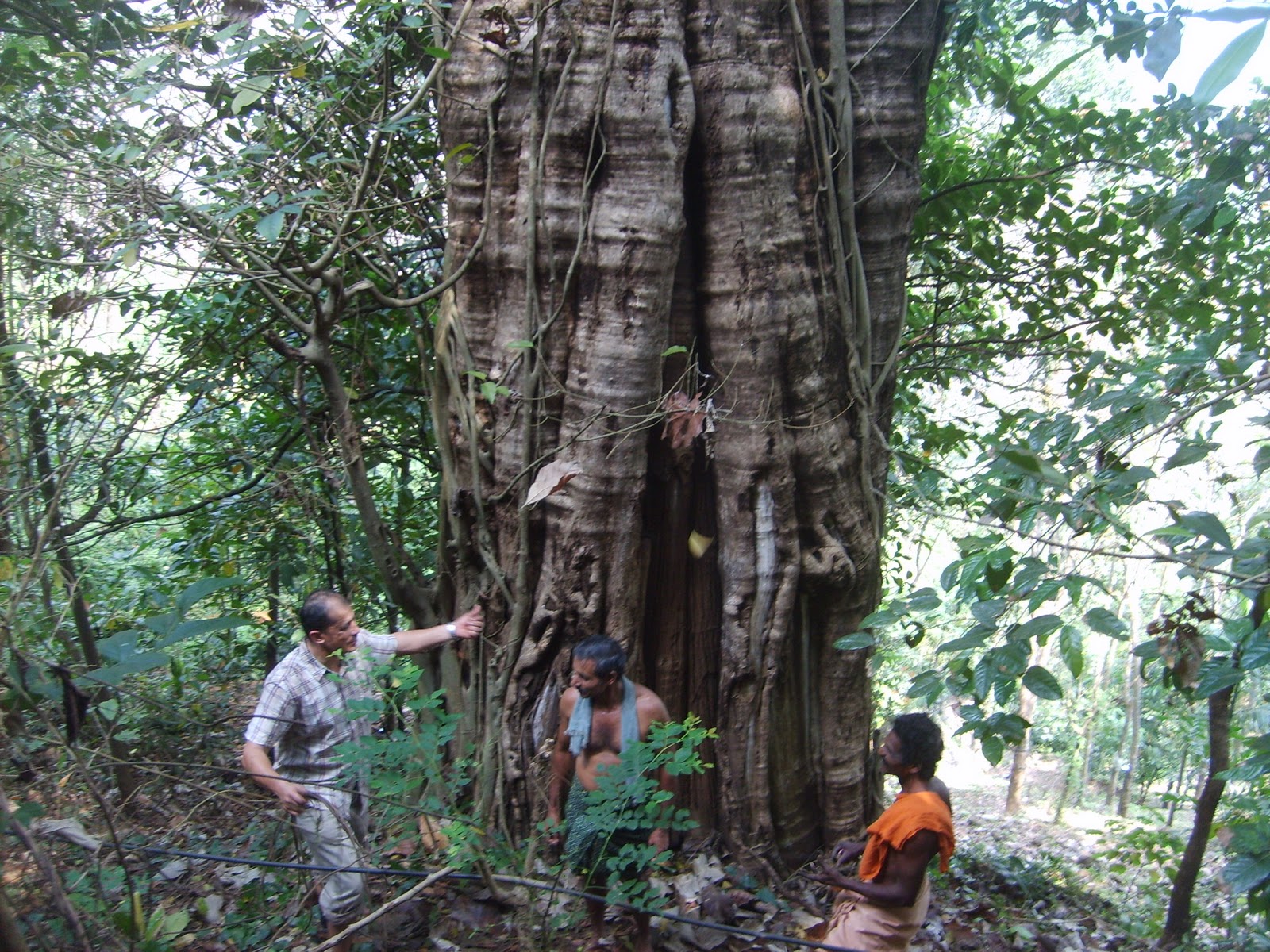 Kannimara Teak Tree