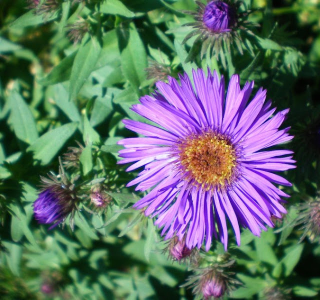 Always CraveCute: Flowers and Bees in the Garden