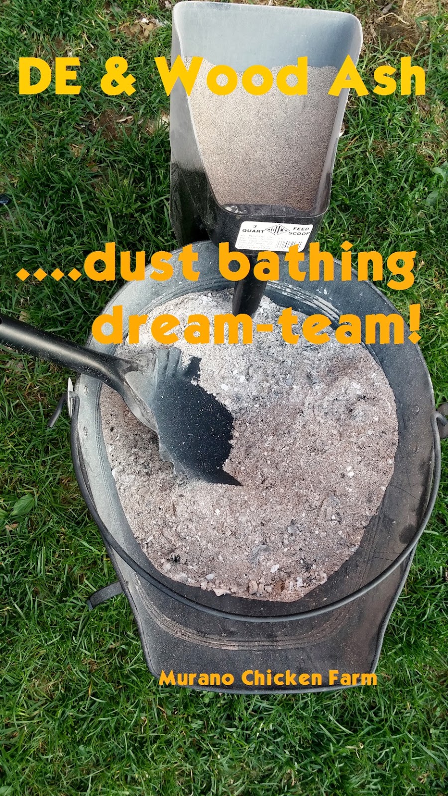 Murano Chicken Farm Wood ash and DE, the dust bathing dream team