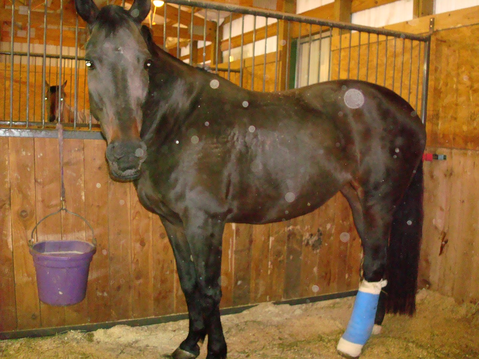 Vetlink of Parker They shoot horses with broken legs right?