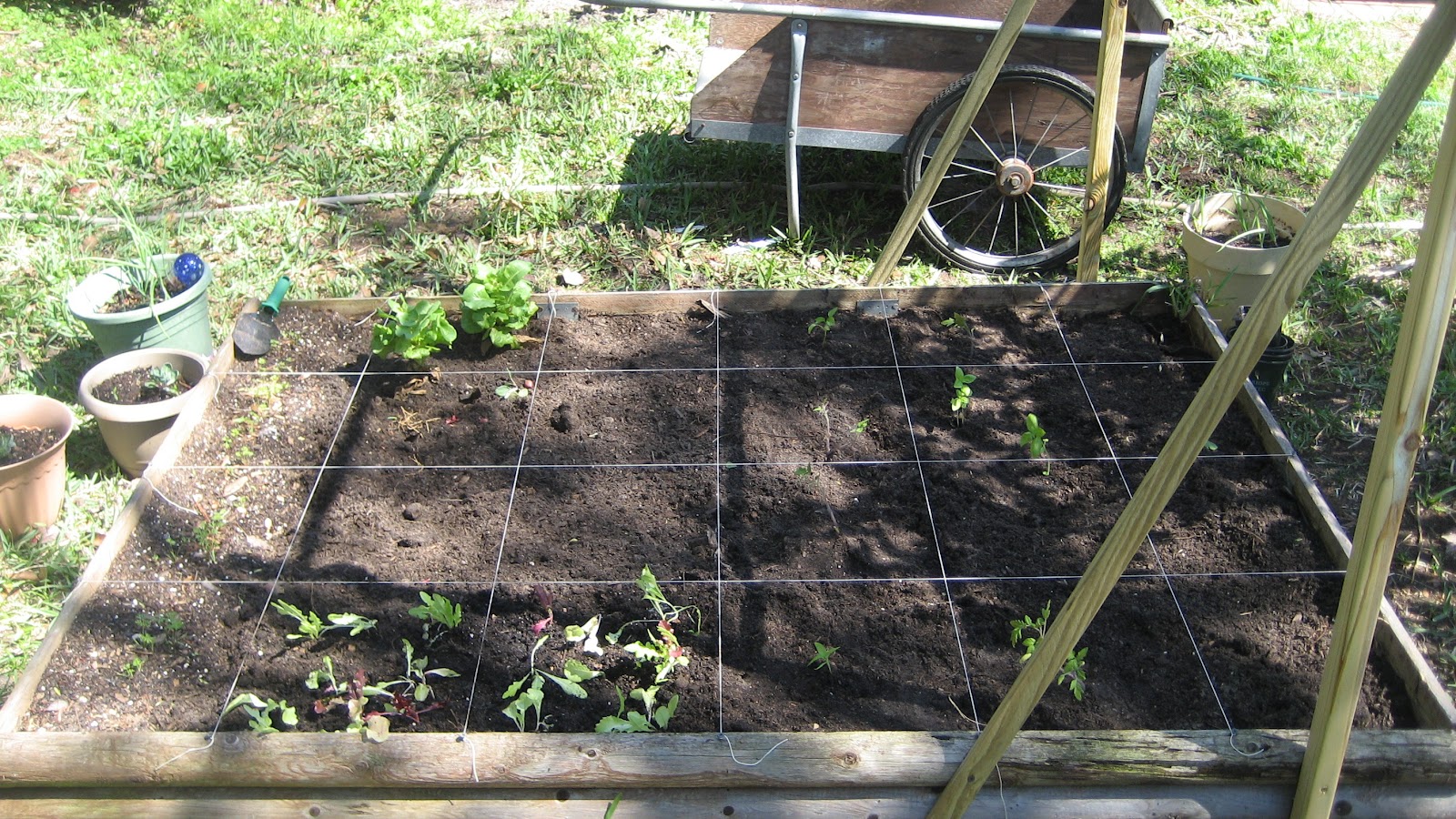 Michellan Square Foot Garden and Trellis