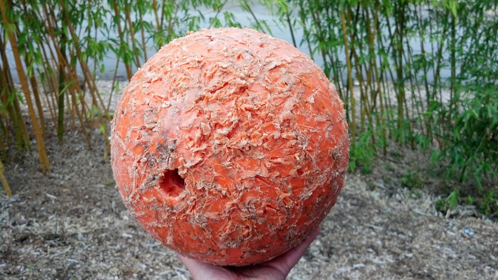 Bearded_Dragon_Enrichment_Ball_4.jpg Bearded_Dragon_Enrichment_Ball_4.jpg