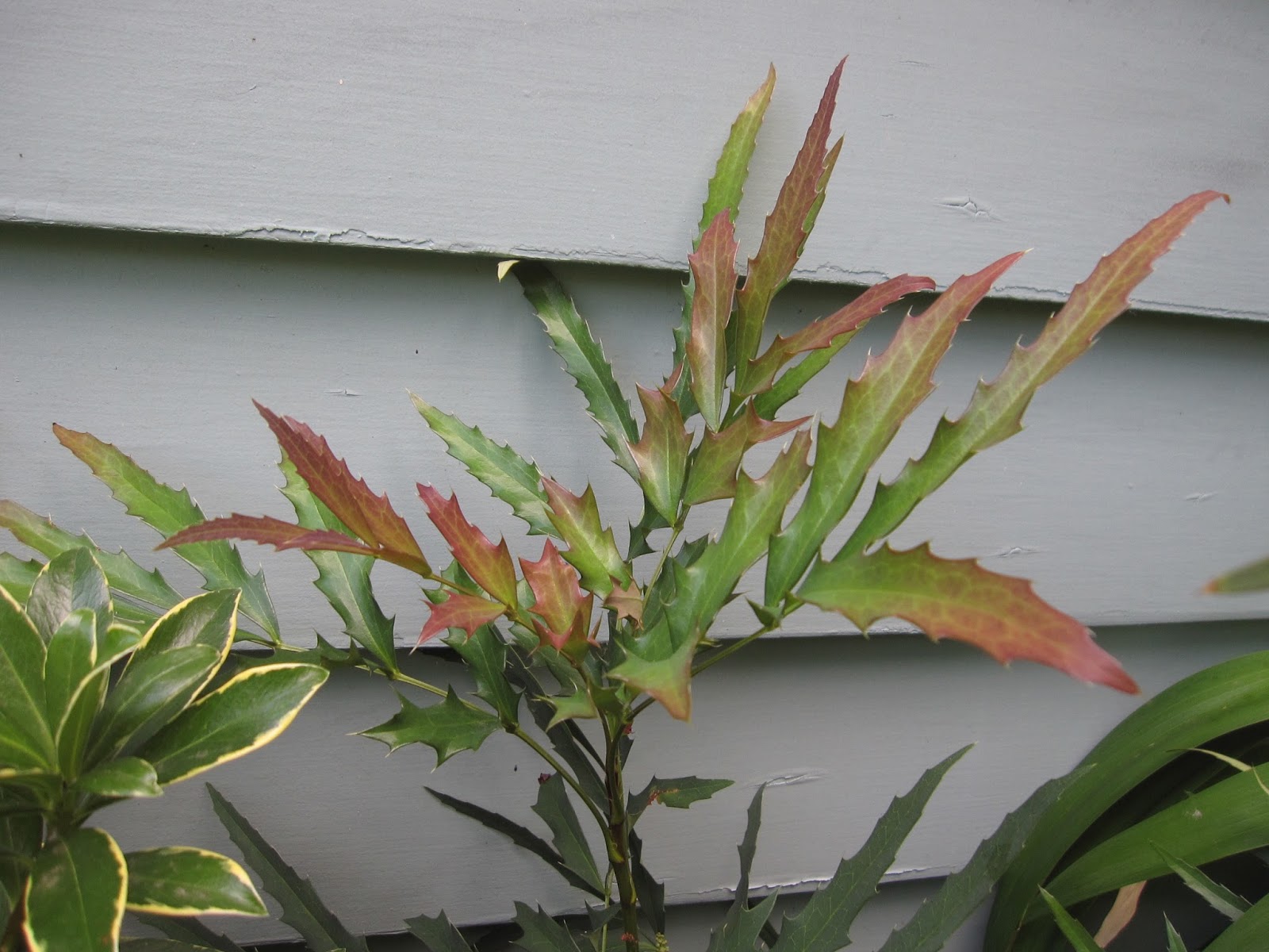 Mulchmaid Mahonia Fortunei Dan Hinkley Is My Favorite Plant In
