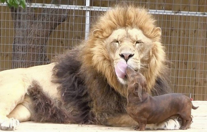 #10 Milo The Dog And Bonedigger The Lion - Unusual Animal Friendships That Are Absolutely Adorable! #10 Milo The Dog And Bonedigger The Lion - Unusual Animal Friendships That Are Absolutely Adorable!