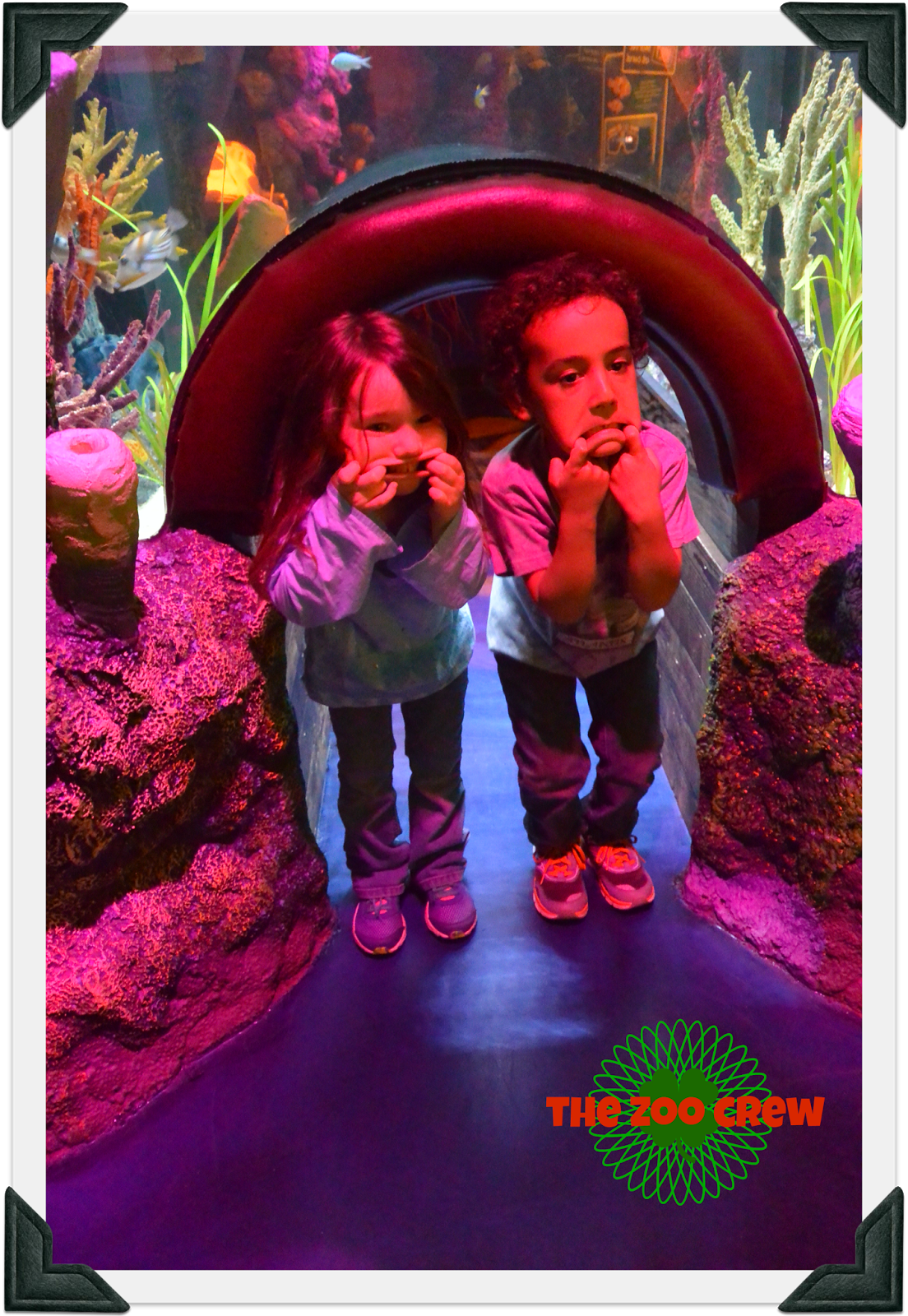 Homeschooling in Park with The Zoo Crew SEA LIFE Aquarium Field Trip