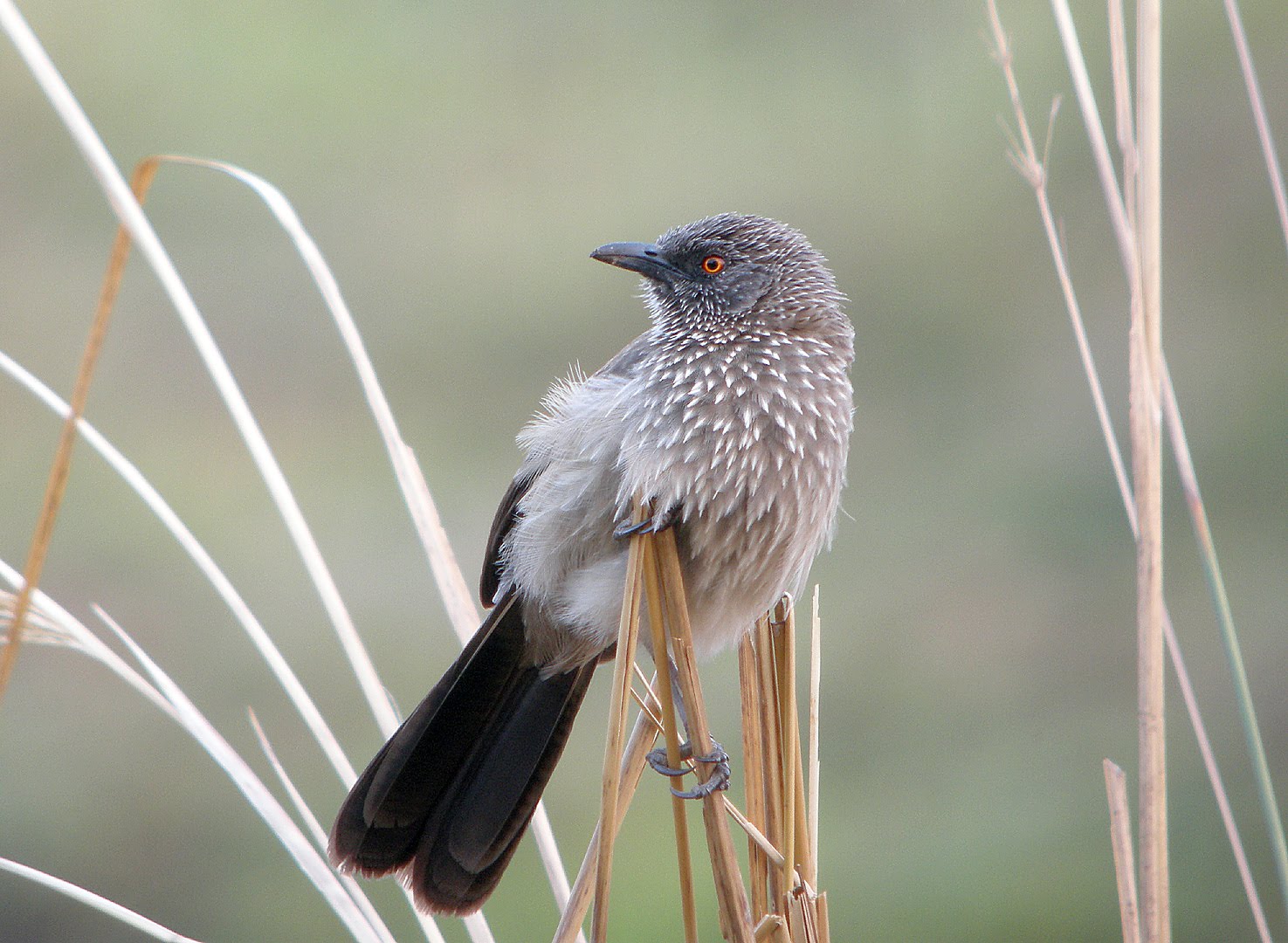 Arrow Marked Babbler