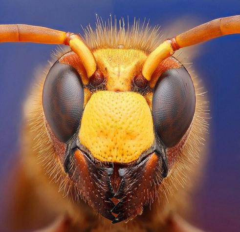 Bug Bug Thomas Sahan