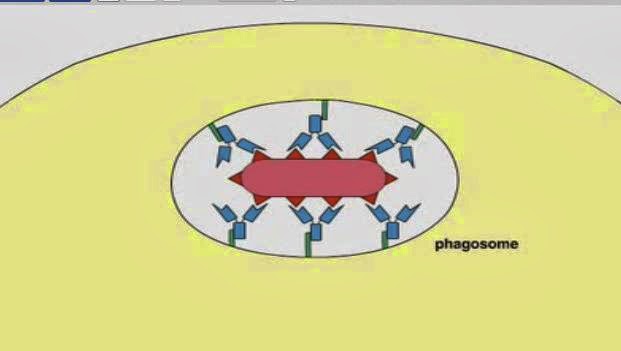 http://www.dnatube.com/video/3032/FC-Receptors-Effects-on-Phagocytes