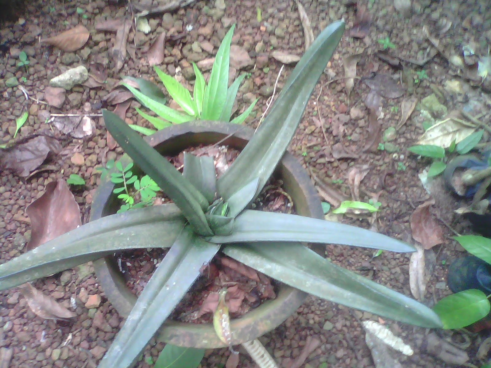 rare ayurvedic plants aloe vera types rare ayurvedic plants aloe vera types