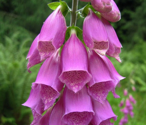 yuksuk otu ve tavsan kulagi otu gercek bilgi