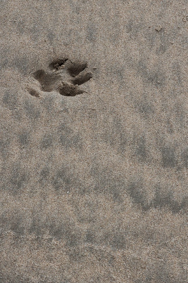 single dog print in sand