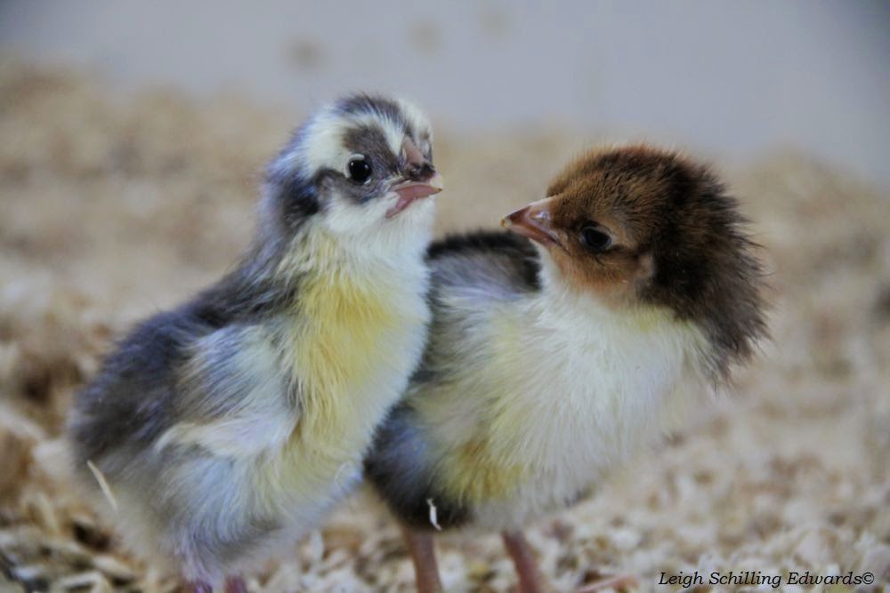 Natural Chicken Keeping The Dry Incubation Method for Hatching
