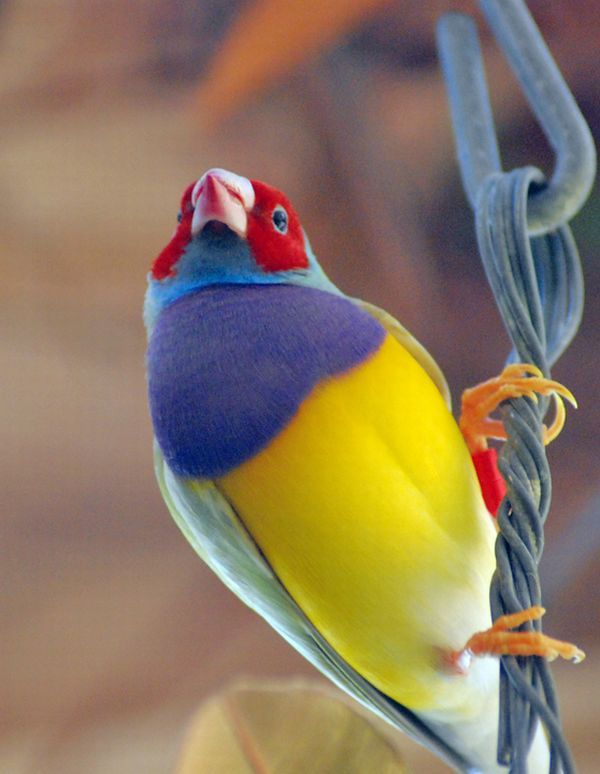 gouldian finch bird