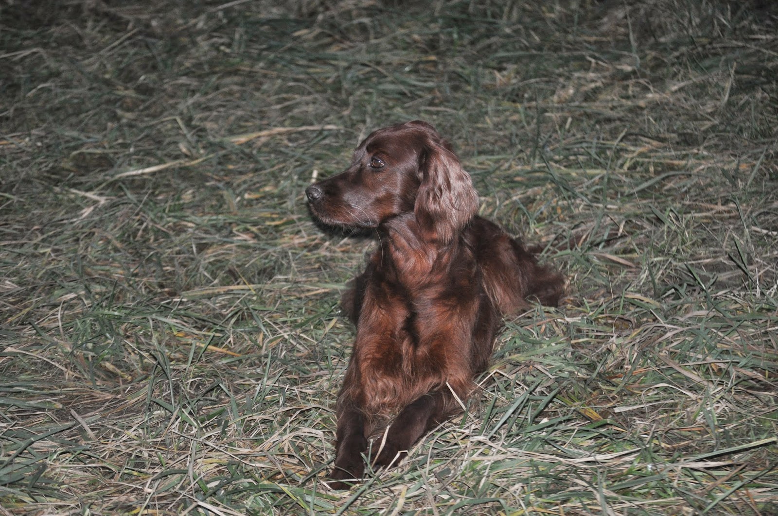 photo de vieille chatte