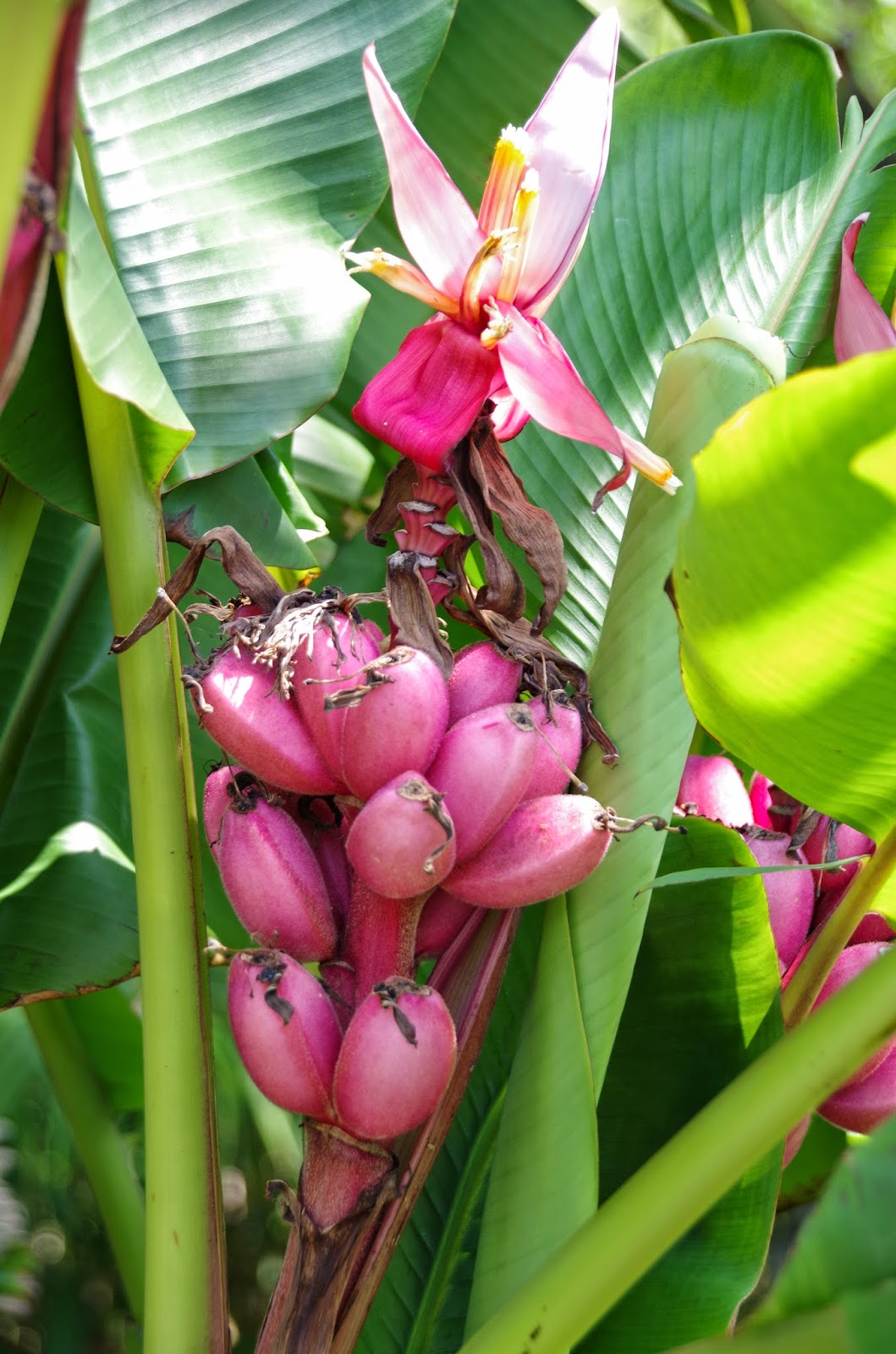 Trees and Plants Pink Fruiting Banana