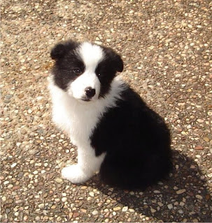 Border Collie Puppy Picture