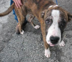 6/20/12 large male tri aussie mix,medium female brown cur mix, female black bulldog mix, female red