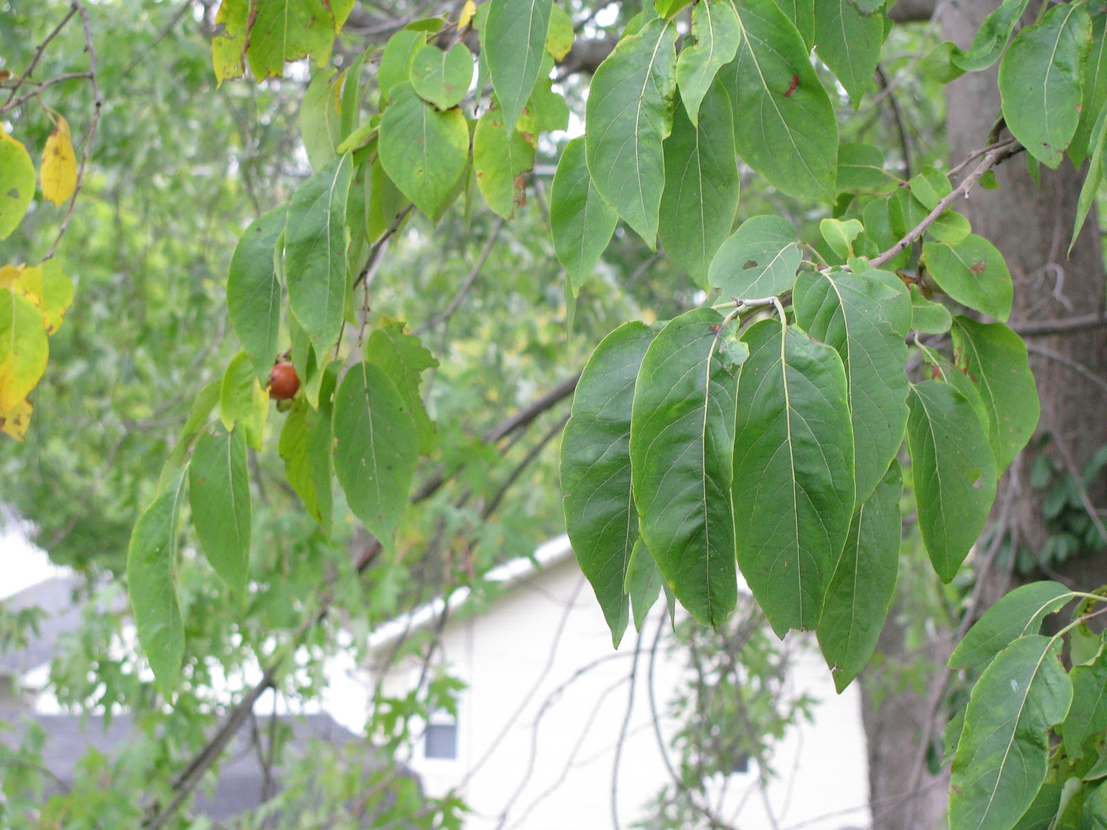 Stephanies Stuff The Second Annual Persimmon Report (WestCentral