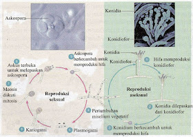 Siklus Reproduksi Ascomycota