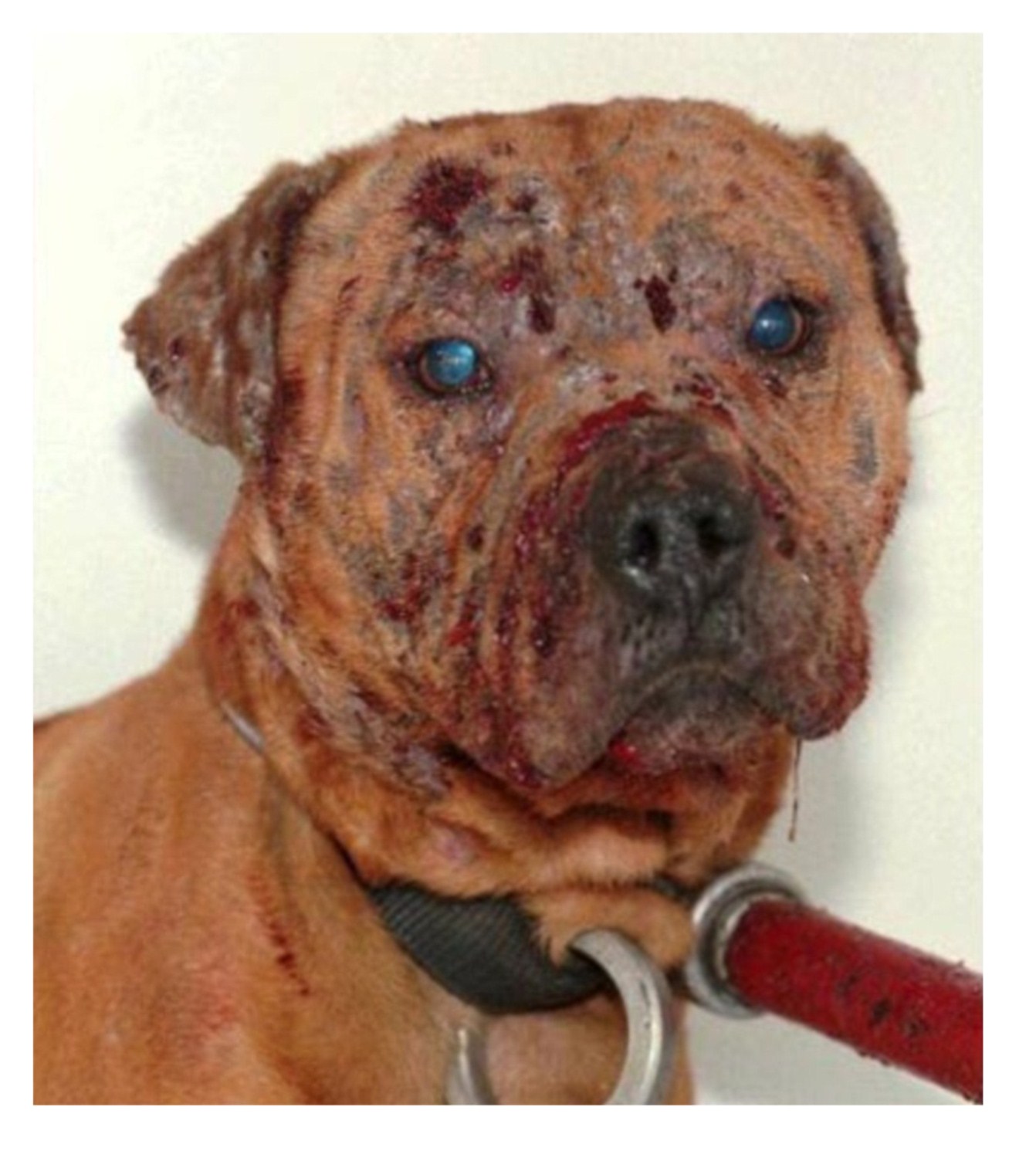 michael vick dogs pin michael vick after infamous fighting conviction on michael vick dogs pin michael vick after infamous fighting conviction on