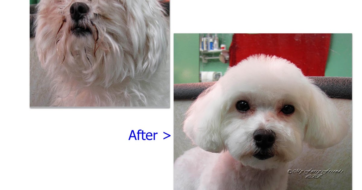 The Best Dematting Tool For Doodles In 2023 Oodle Life