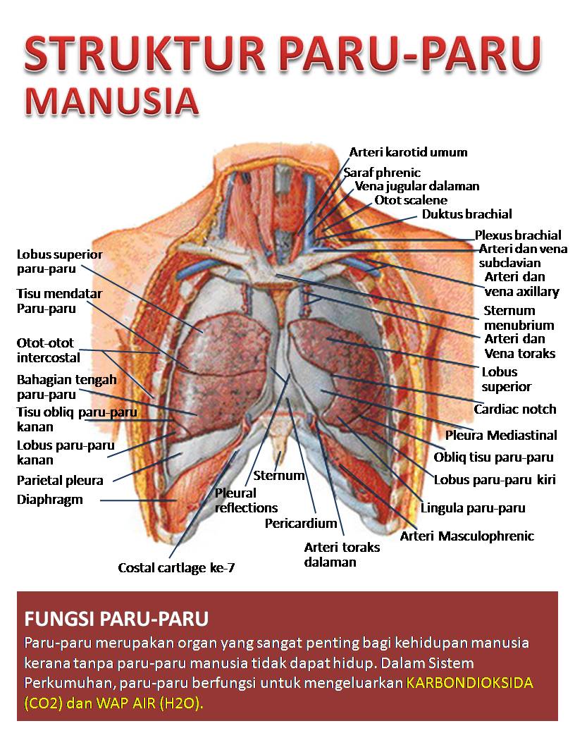 download ebook anatomi tortora bahasa indonesia download ebook anatomi tortora bahasa indonesia