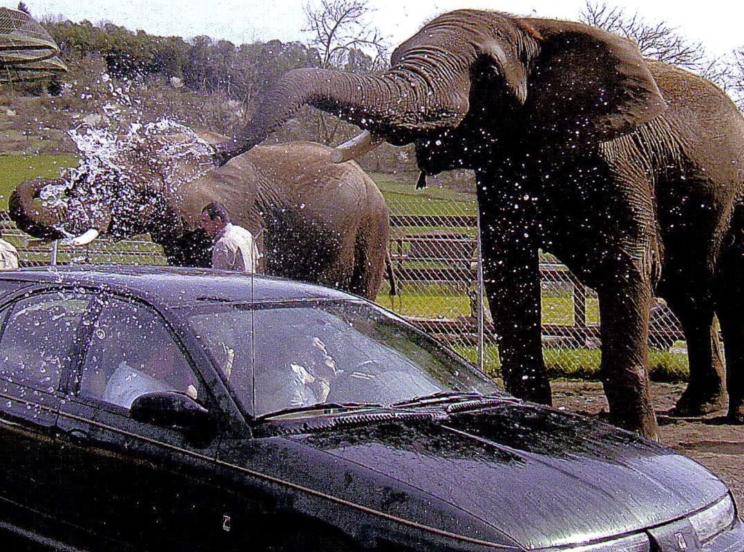 Elephant Car Wash