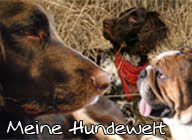 Meine Hundewelt