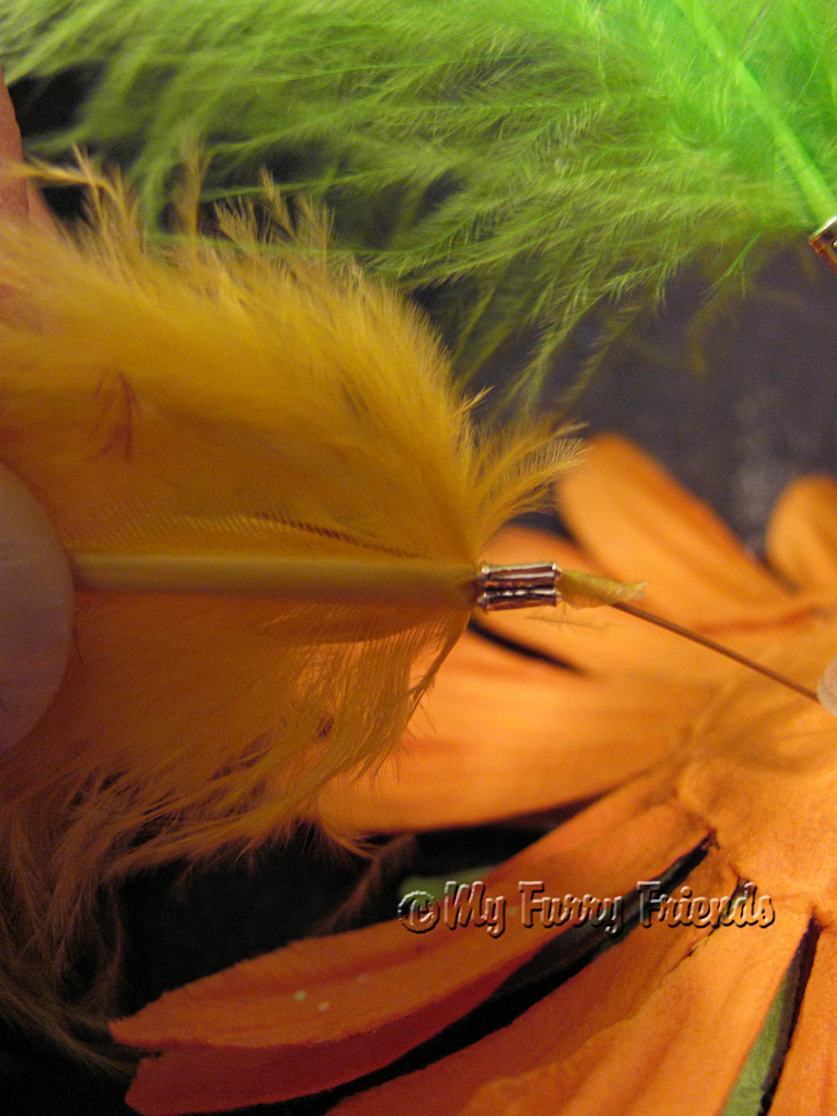 Pet Grooming The Good, The Bad, & The Furry Feathers, Feathers, Feathers