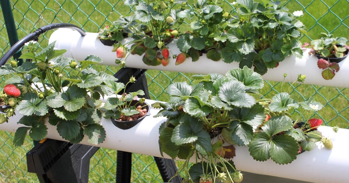 Diy Aquaponics At Home hydroponic growing strawberries