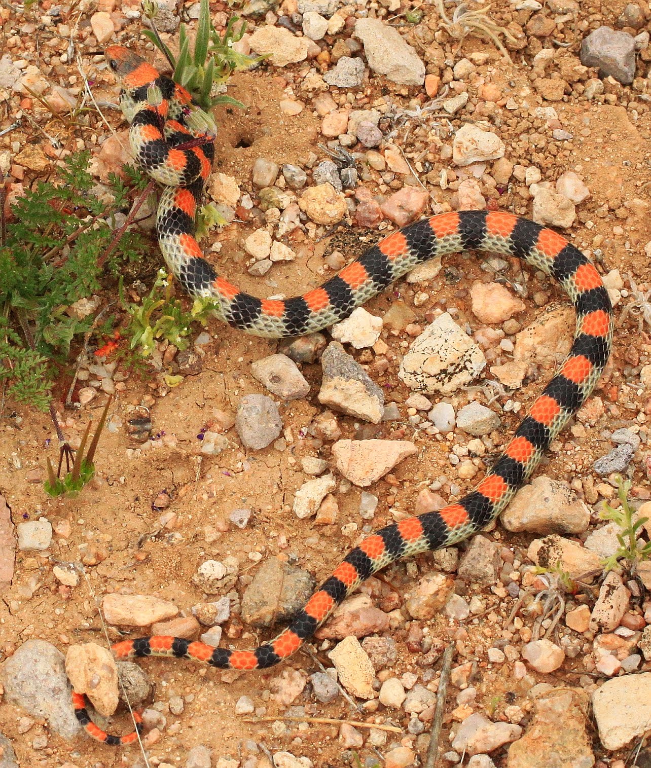List 99+ Pictures Non Poisonous Snakes In Georgia Pictures Completed