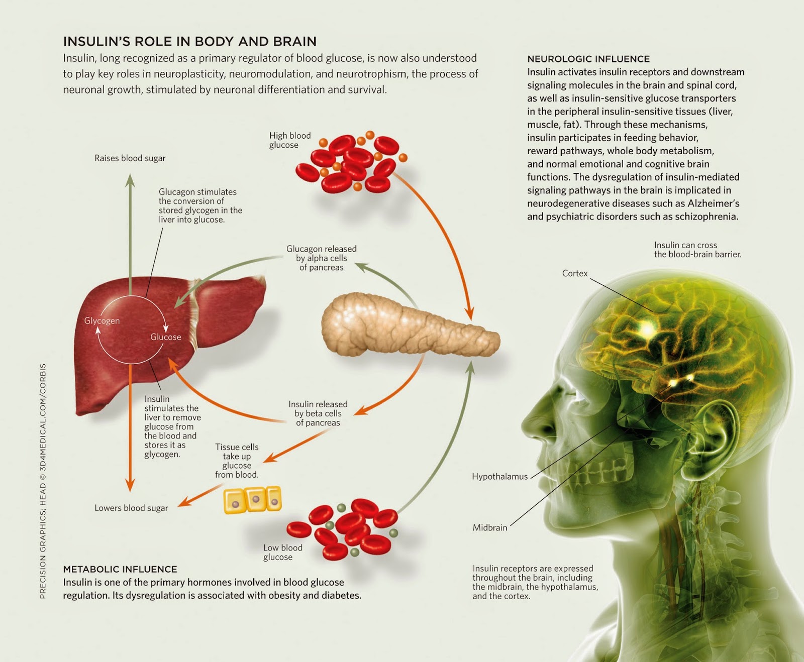 part of the human body produces insulin
