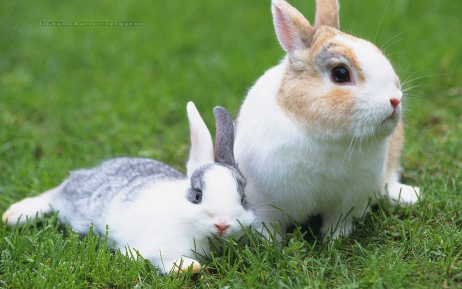 Beautiful Wallpapers for Desktop Beautiful Rabbit HD Wallpapers