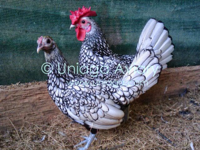 Ayam Bantam | ayam bantam newhairstylesformen2014 com Ayam Bantam | ayam bantam newhairstylesformen2014 com