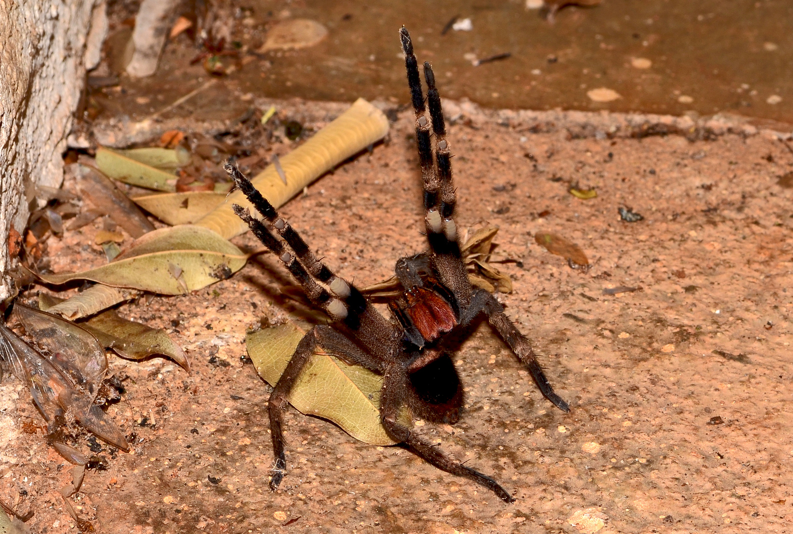 Brazilian Wandering Spider.