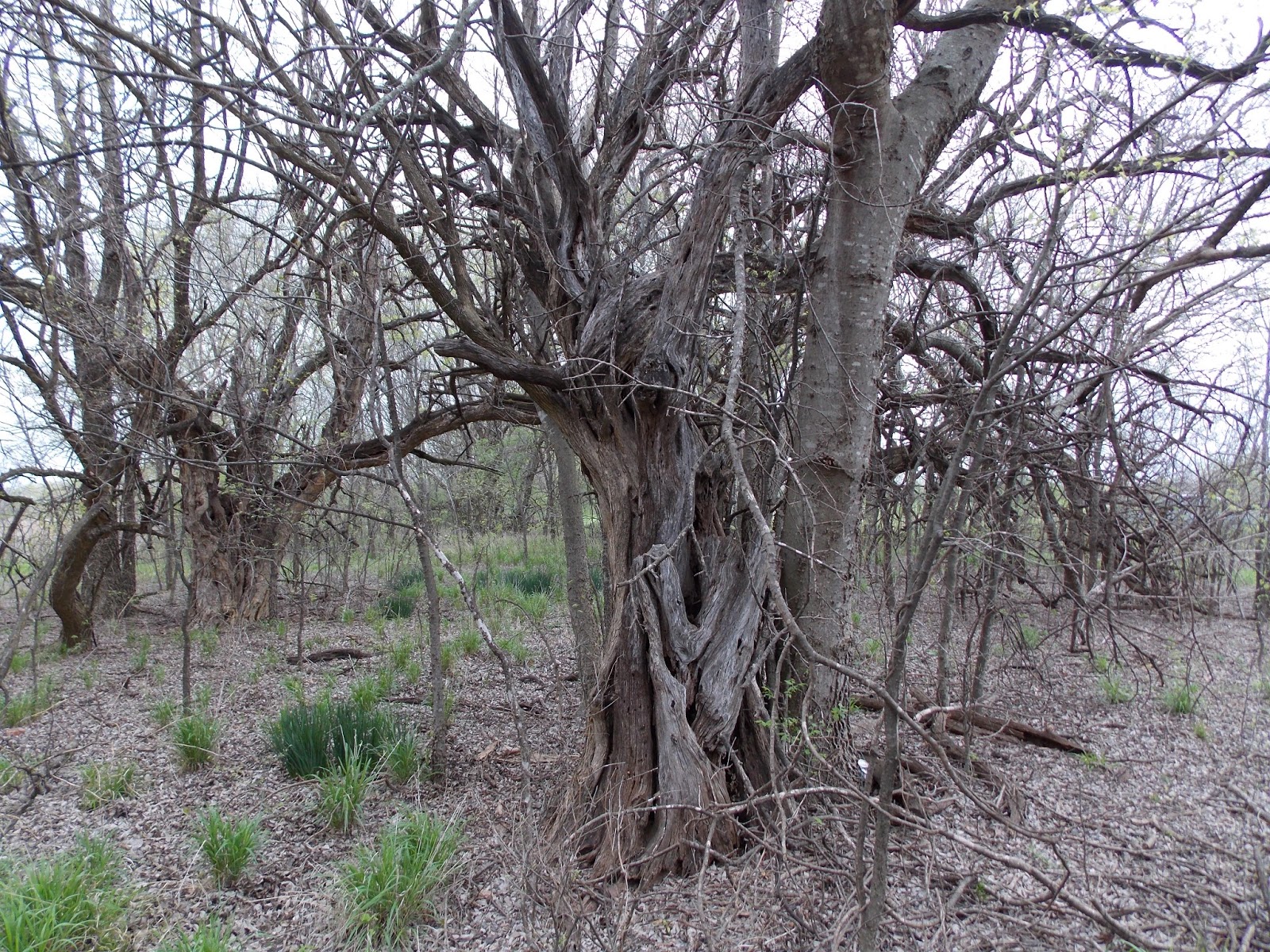 Bois d'arc Branches 'The Seven Bois D'Arcs'