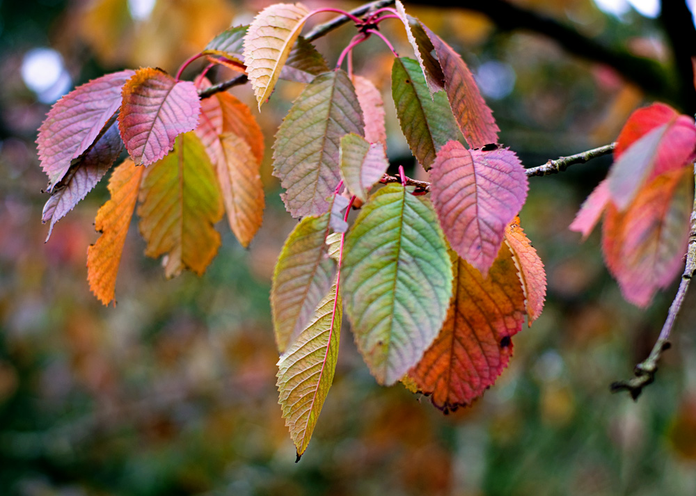 autumn leaves close up of a tree brach with orange, red, and gold leaves