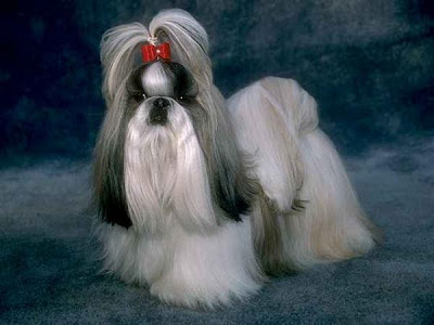 Shih-Tzu Dog Dog Photos