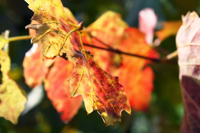 How do you like the autumnal vine leaves? © Copyright Monika Fuchs, TravelWorldOnline
